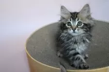 サイベリアン【東京都・女の子・2025年8月23日・ブラウンクラシックタビー】の写真10