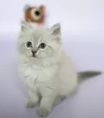 サイベリアン【東京都・女の子・2025年5月30日・ブルーリンクスポイント】の写真7