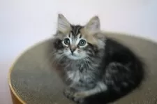 サイベリアン【東京都・女の子・2025年8月23日・ブラウンクラシックタビー】の写真3