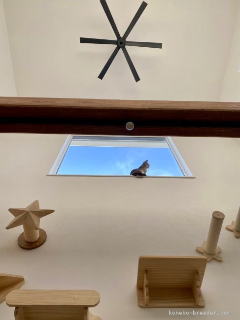 奥野　なつき(おくの　なつき)ブリーダー(岐阜県・マンチカンなど・Sun Kyoto Japan Cat Club登録)の紹介写真4