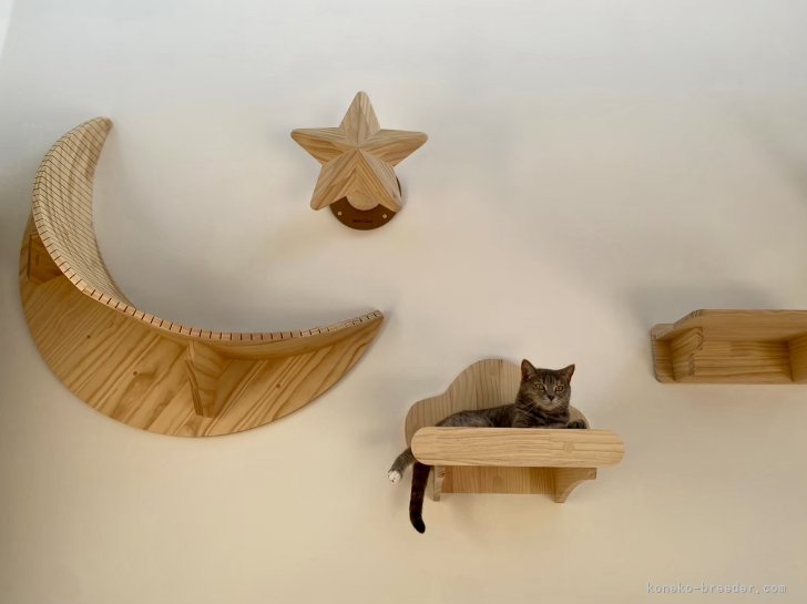 奥野　なつき(おくの　なつき)ブリーダー(岐阜県・マンチカンなど・Sun Kyoto Japan Cat Club登録)の紹介写真5