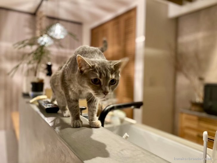 奥野　なつき(おくの　なつき)ブリーダー(岐阜県・マンチカンなど・Sun Kyoto Japan Cat Club登録)の紹介写真7