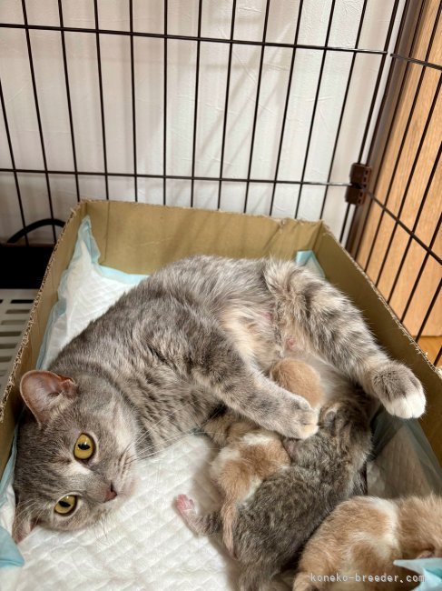 奥野なつきブリーダーのブログ：マンチカンの子猫が産まれました😊