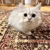 ペルシャ(チンチラ)【岐阜県・男の子・2025年6月2日・シルバー】の写真14