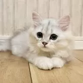 ペルシャ(チンチラ)【岐阜県・男の子・2025年6月2日・シルバー】の写真10