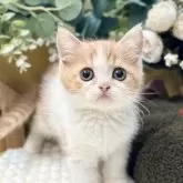 ミヌエット(長足)【岐阜県・男の子・2025年9月3日・レッドタビーホワイト】の写真4