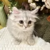 ペルシャ(チンチラ)【岐阜県・男の子・2025年9月20日・シルバー】の写真4