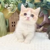 ミヌエット(短足)【岐阜県・女の子・2025年9月3日・レッドタビーホワイト】の写真6