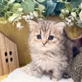 ペルシャ(チンチラ)【岐阜県・女の子・2025年9月20日・ゴールデン】の写真2