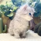 ペルシャ(チンチラ)【岐阜県・男の子・2025年9月20日・シルバー】の写真5