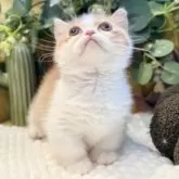 ミヌエット(短足)【岐阜県・女の子・2025年9月3日・レッドタビーホワイト】の写真11