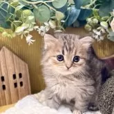 ペルシャ(チンチラ)【岐阜県・女の子・2025年9月20日・ゴールデン】の写真7