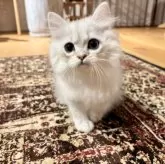 ペルシャ(チンチラ)【岐阜県・男の子・2025年6月2日・シルバー】の写真13