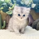 ペルシャ(チンチラ)【岐阜県・男の子・2025年9月20日・シルバー】の写真7