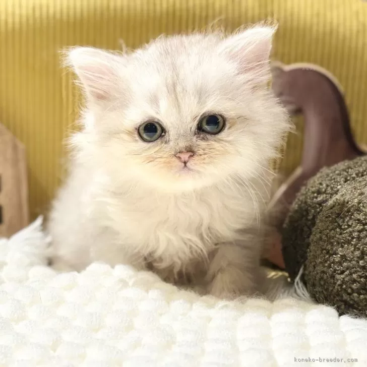 M.W 様のお迎えした子猫