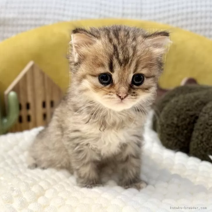 ペルシャ(チンチラ)【岐阜県・女の子・2025年9月20日・ゴールデン】の写真1