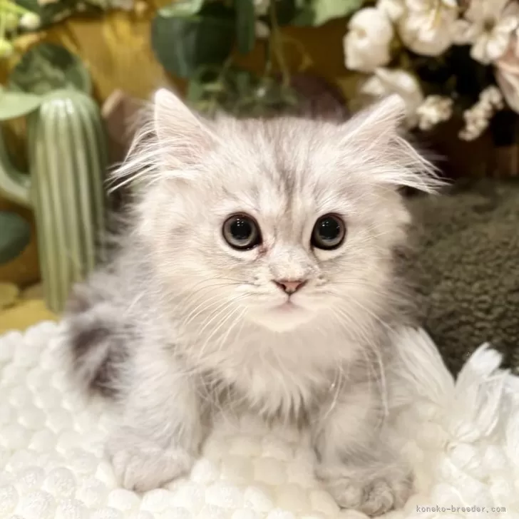 ID：2510-02807の子猫