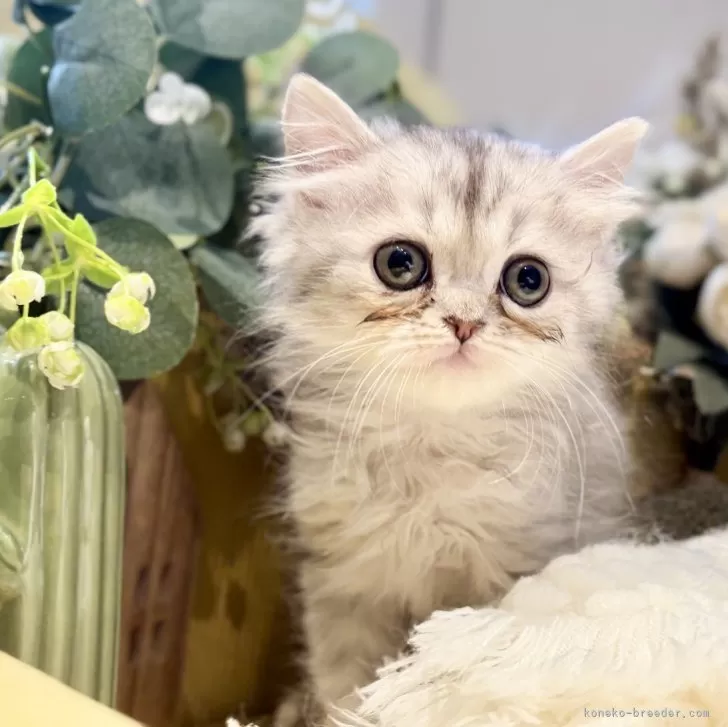 ペルシャ(チンチラ)【岐阜県・男の子・2025年9月20日・シルバー】の写真1