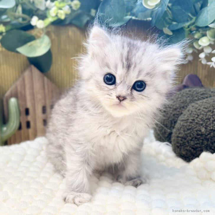 ブリーダー画像