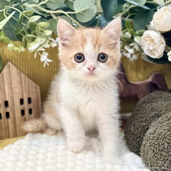 ミヌエット(長足)【岐阜県・男の子・2025年9月3日・レッドタビーホワイト】の写真1