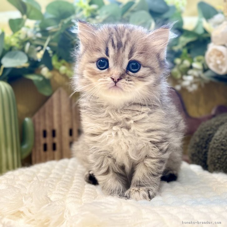 ブリーダー画像