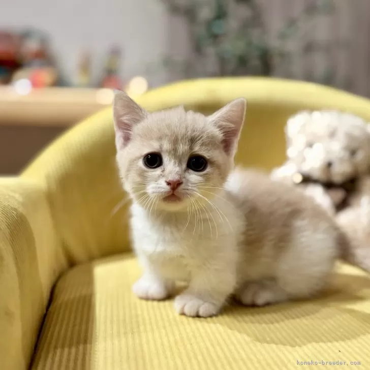 M.O 様のお迎えした子猫