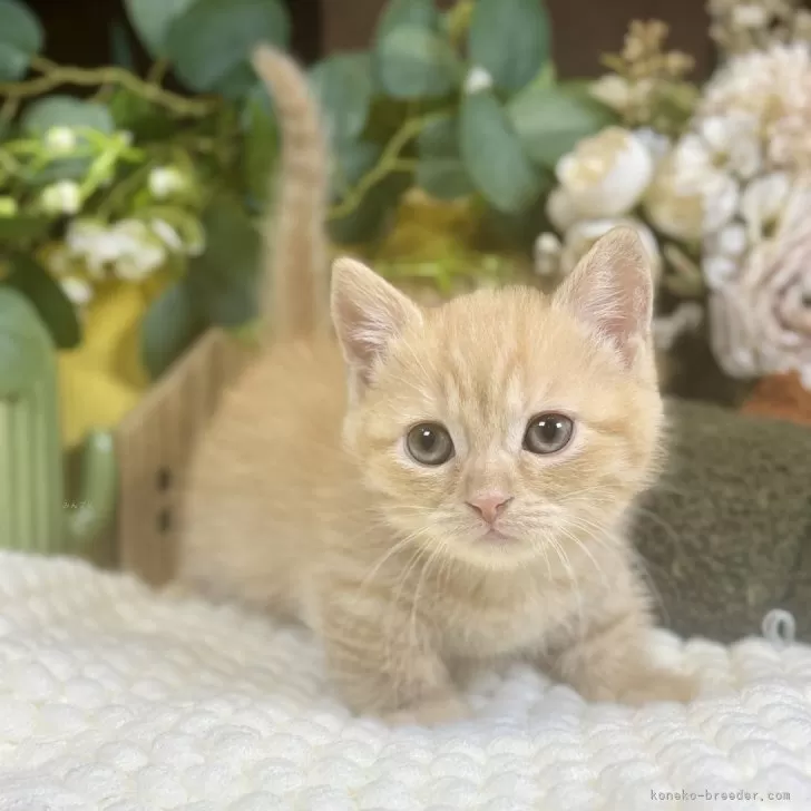 マンチカン(短足)【岐阜県・女の子・2026年2月10日・レッドタビー】の写真1