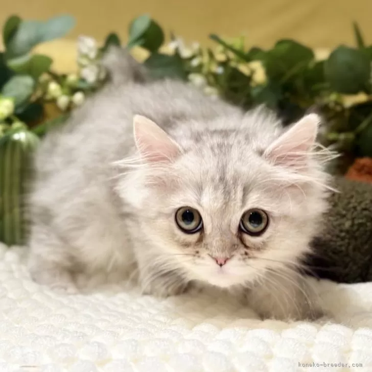 ペルシャ(チンチラ)【岐阜県・男の子・2025年9月20日・シルバー】の写真1