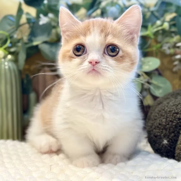 ミヌエット(短足)【岐阜県・女の子・2025年9月3日・レッドタビーホワイト】の写真1