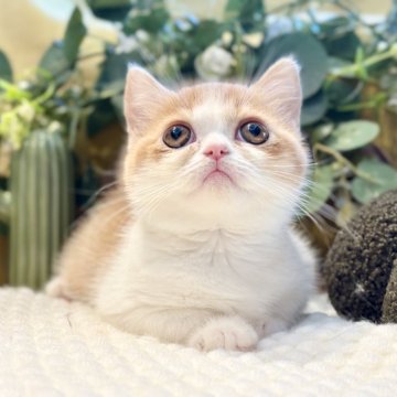 ミヌエット(短足)【岐阜県・女の子・2025年9月3日・レッドタビーホワイト】の写真「短足女の子✨」