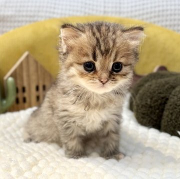 ペルシャ(チンチラ)【岐阜県・女の子・2025年9月20日・ゴールデン】の写真「顔立ち整ってます💕」