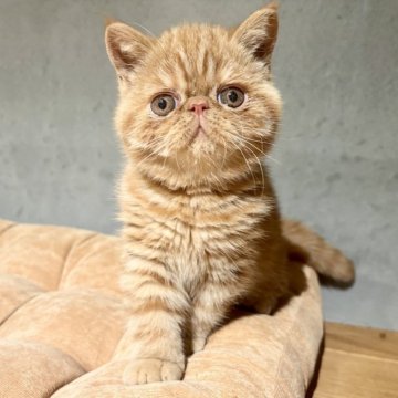エキゾチックショートヘア【岐阜県・女の子・2025年3月13日・レッドタビー】の写真「超絶美人の女の子です！」