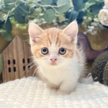 ミヌエット(短足)【岐阜県・男の子・2025年9月3日・レッドタビーホワイト】の写真「短足男の子✨」