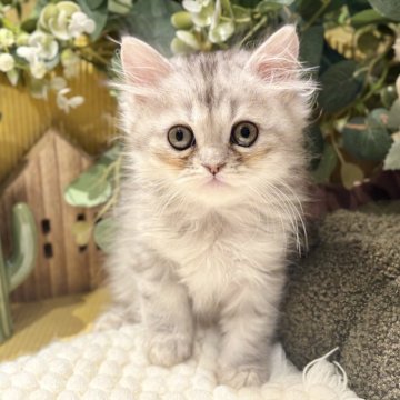ペルシャ(チンチラ)【岐阜県・男の子・2025年9月20日・シルバー】の写真「白モフで可愛いです💕」