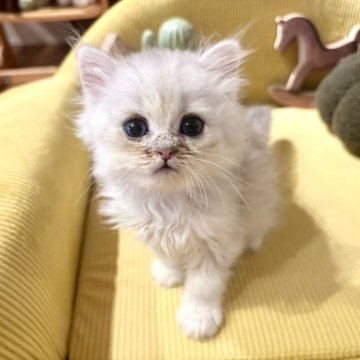 ペルシャ(チンチラ)【岐阜県・男の子・2025年6月2日・シルバー】の写真「激カワです💕」