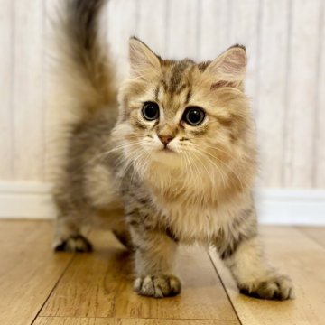 ペルシャ(チンチラ)【岐阜県・男の子・2025年6月2日・ゴールデン】の写真「めちゃめちゃ美形です😊」