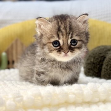 ペルシャ(チンチラ)【岐阜県・女の子・2025年9月20日・ゴールデン】の写真「ぬいぐるみのようなボディです💕」