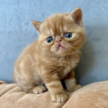 エキゾチックショートヘア【岐阜県・男の子・2025年3月13日・レッドタビー】の写真「反則級の可愛いさ💕」