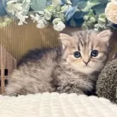 ペルシャ(チンチラ)