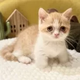 ミヌエット(短足)