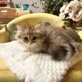 ペルシャ(チンチラ)