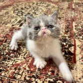 エキゾチックショートヘア
