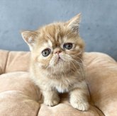 エキゾチックショートヘア