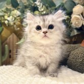 ペルシャ(チンチラ)