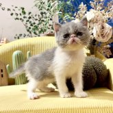 エキゾチックショートヘア
