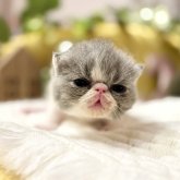 エキゾチックショートヘア