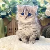 ペルシャ(チンチラ)【岐阜県・女の子・2025年9月20日・ゴールデン】の写真1