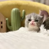 エキゾチックショートヘア