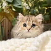 ペルシャ(チンチラ)