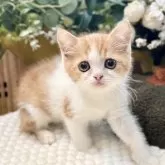 ミヌエット(長足)